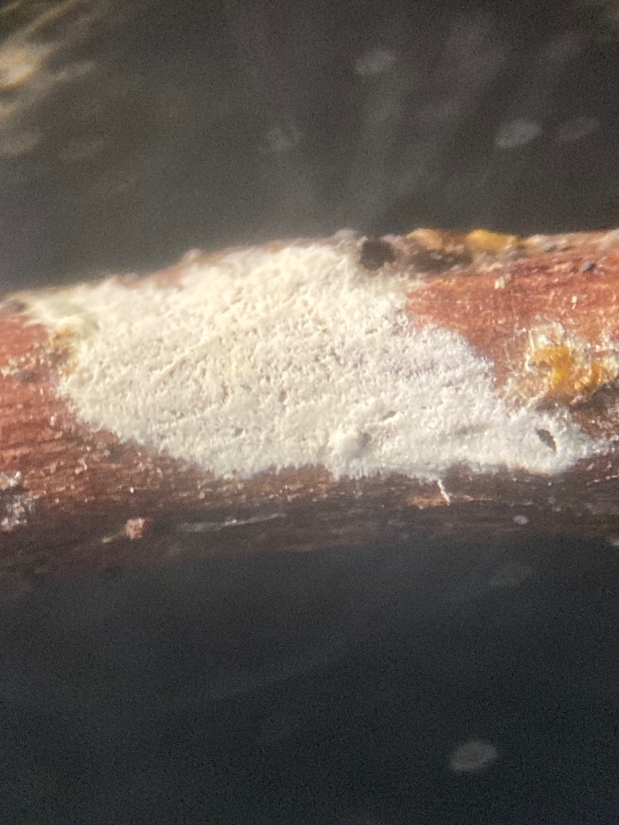 Acanthobasidium norvegicum