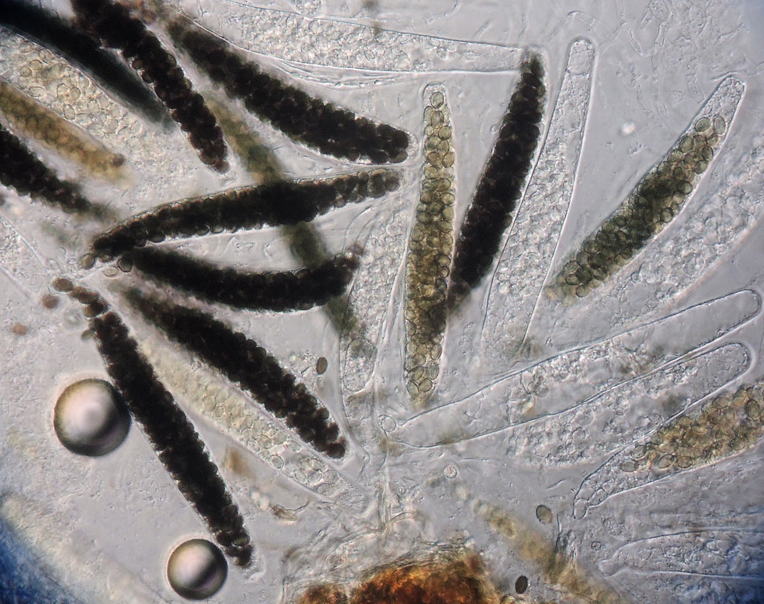 Coniochaeta hansenii