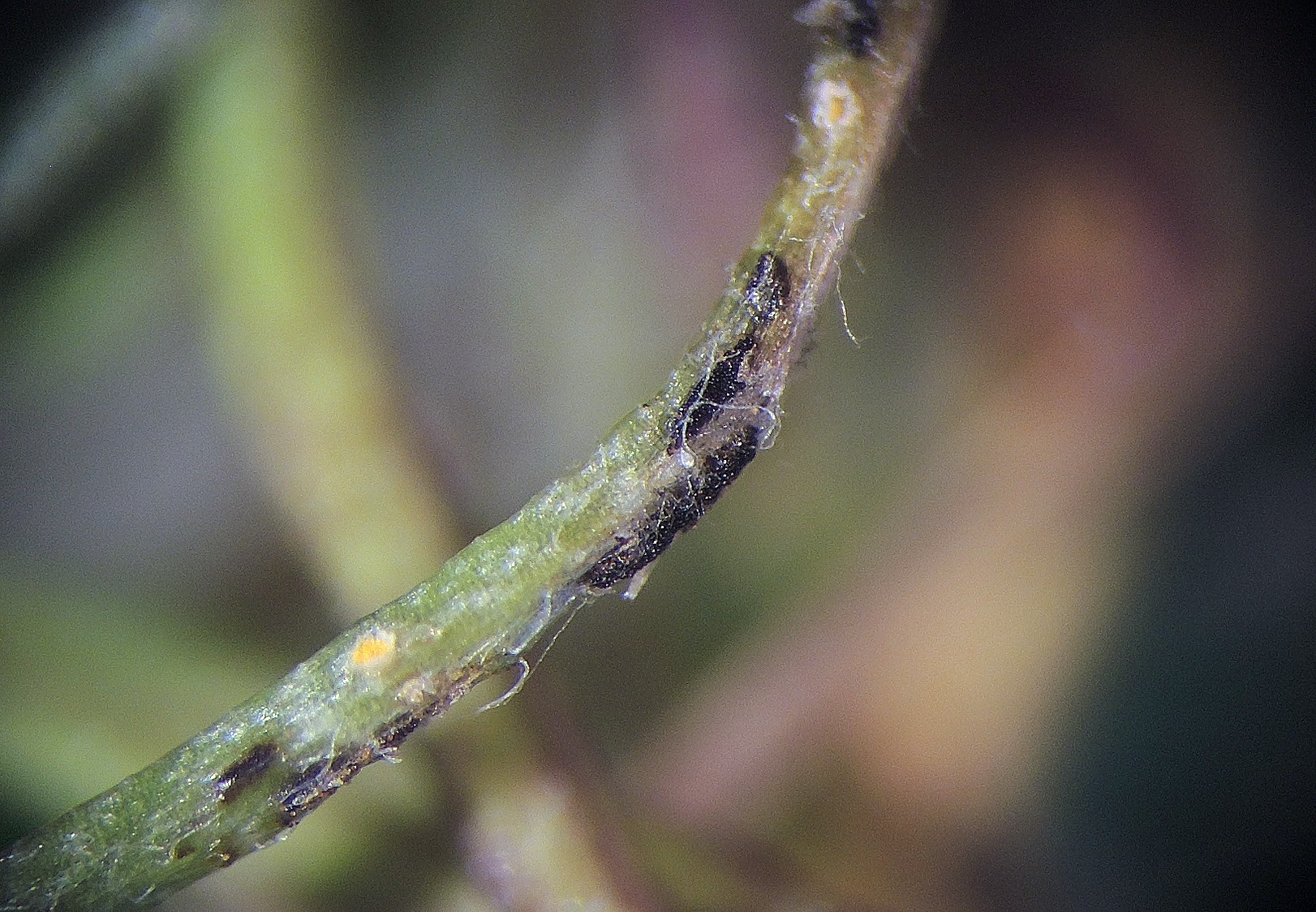 Uromyces ervi