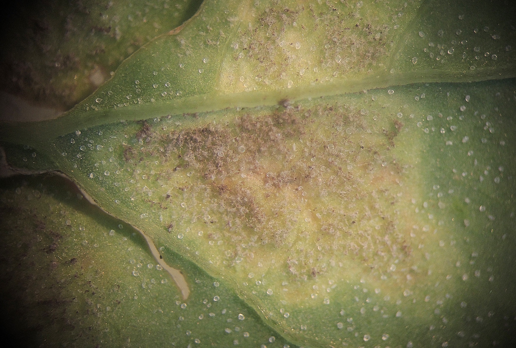 Peronospora variabilis