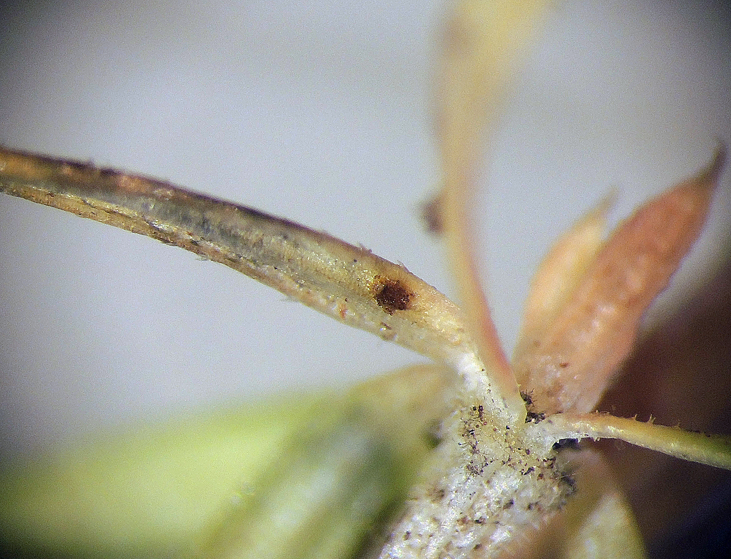Puccinia galii-cruciatae