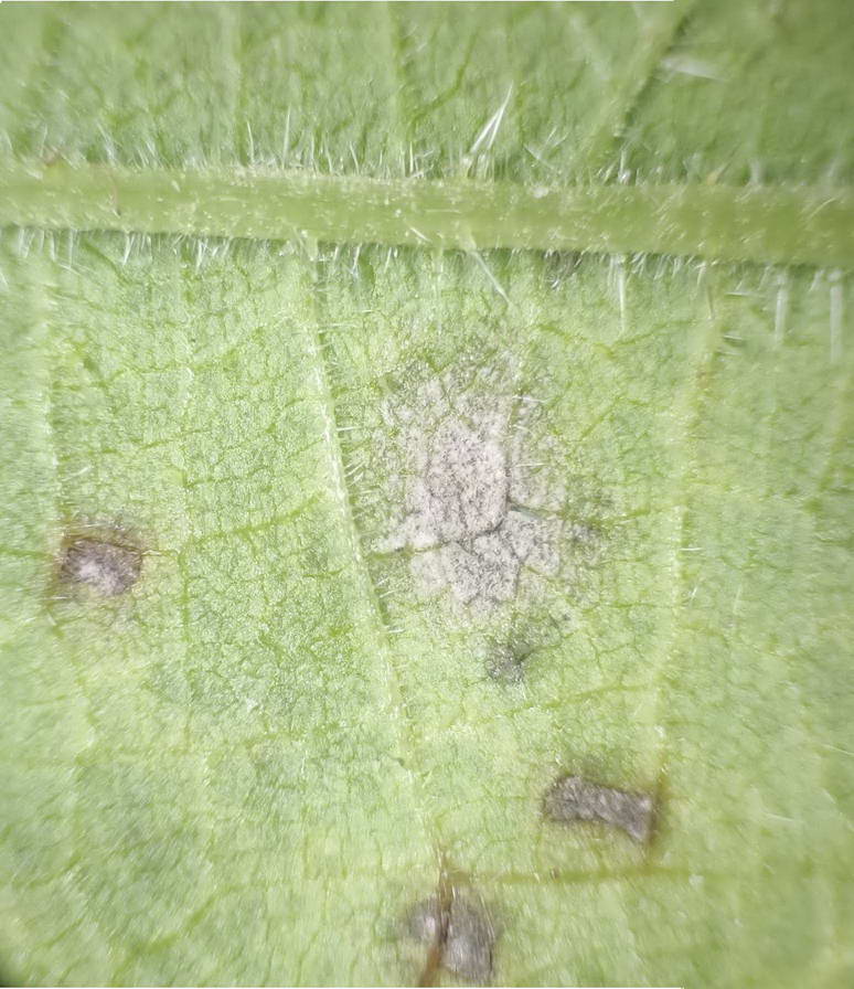 Mycosphaerella superflua