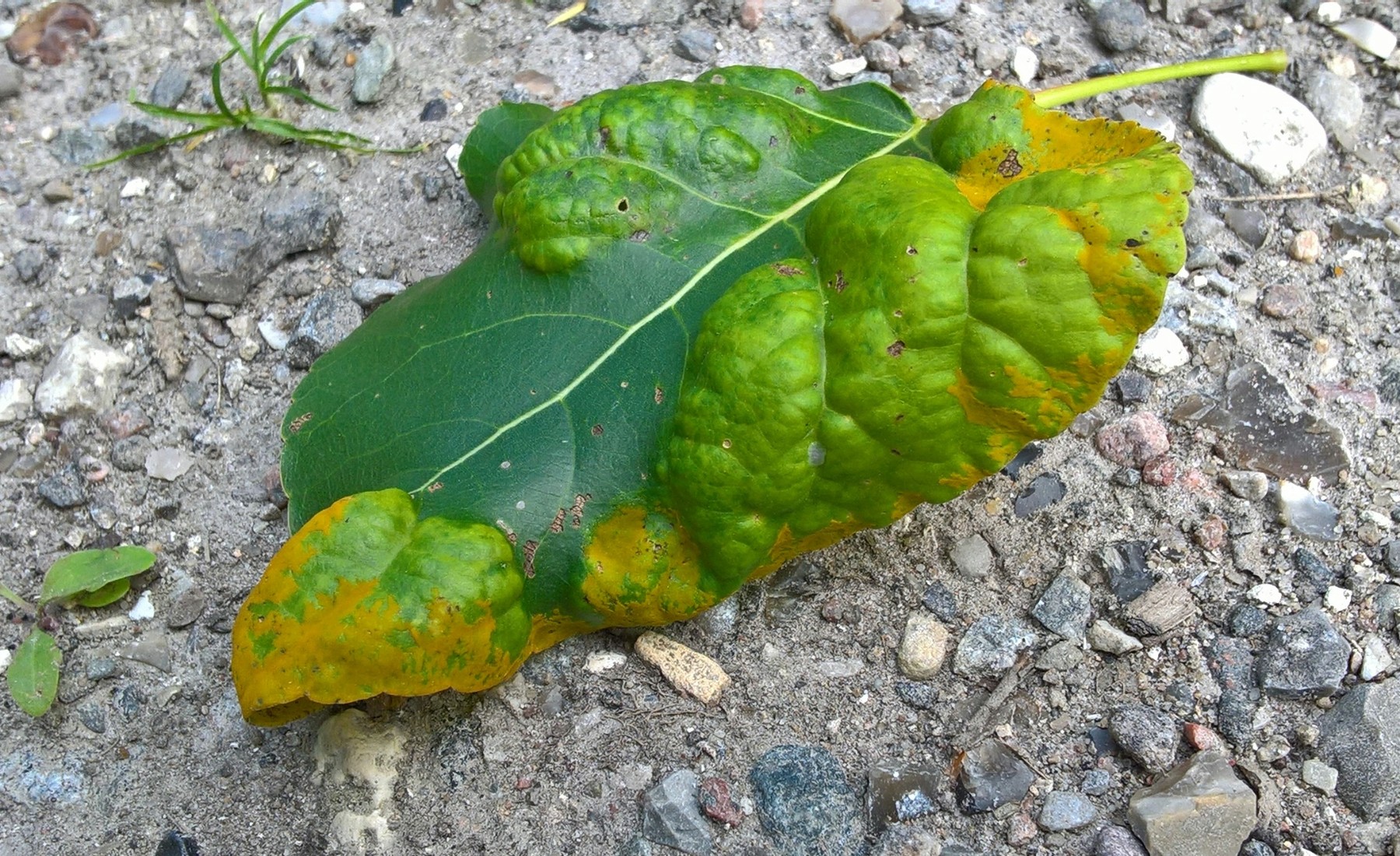 Taphrina populina
