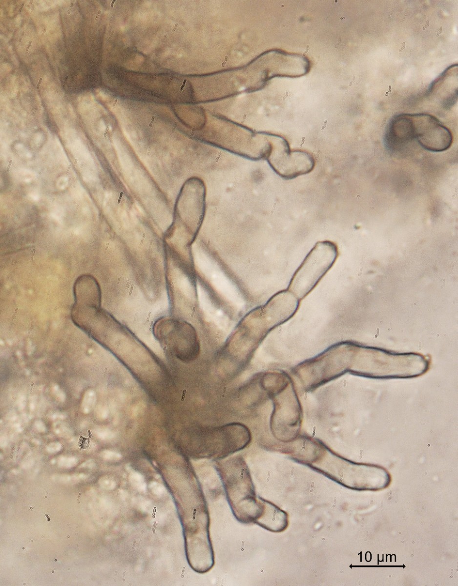 Cercospora armoraciae