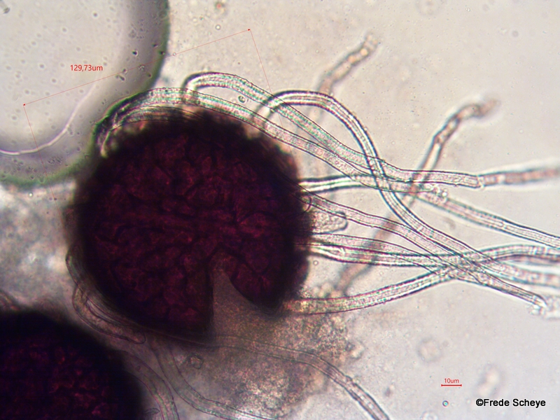 Erysiphe astragali