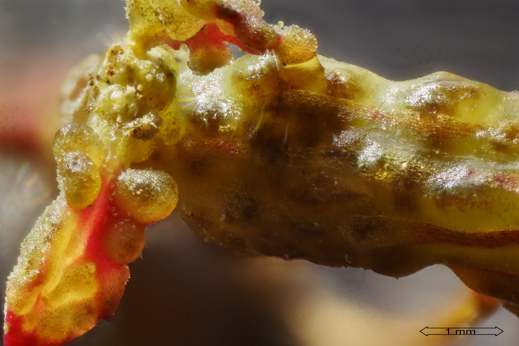 Physoderma pulposum