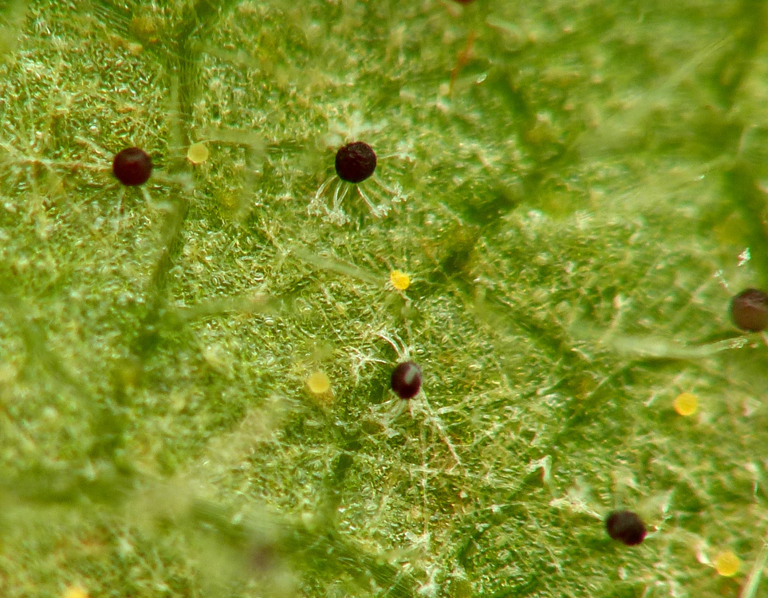 Erysiphe ornata