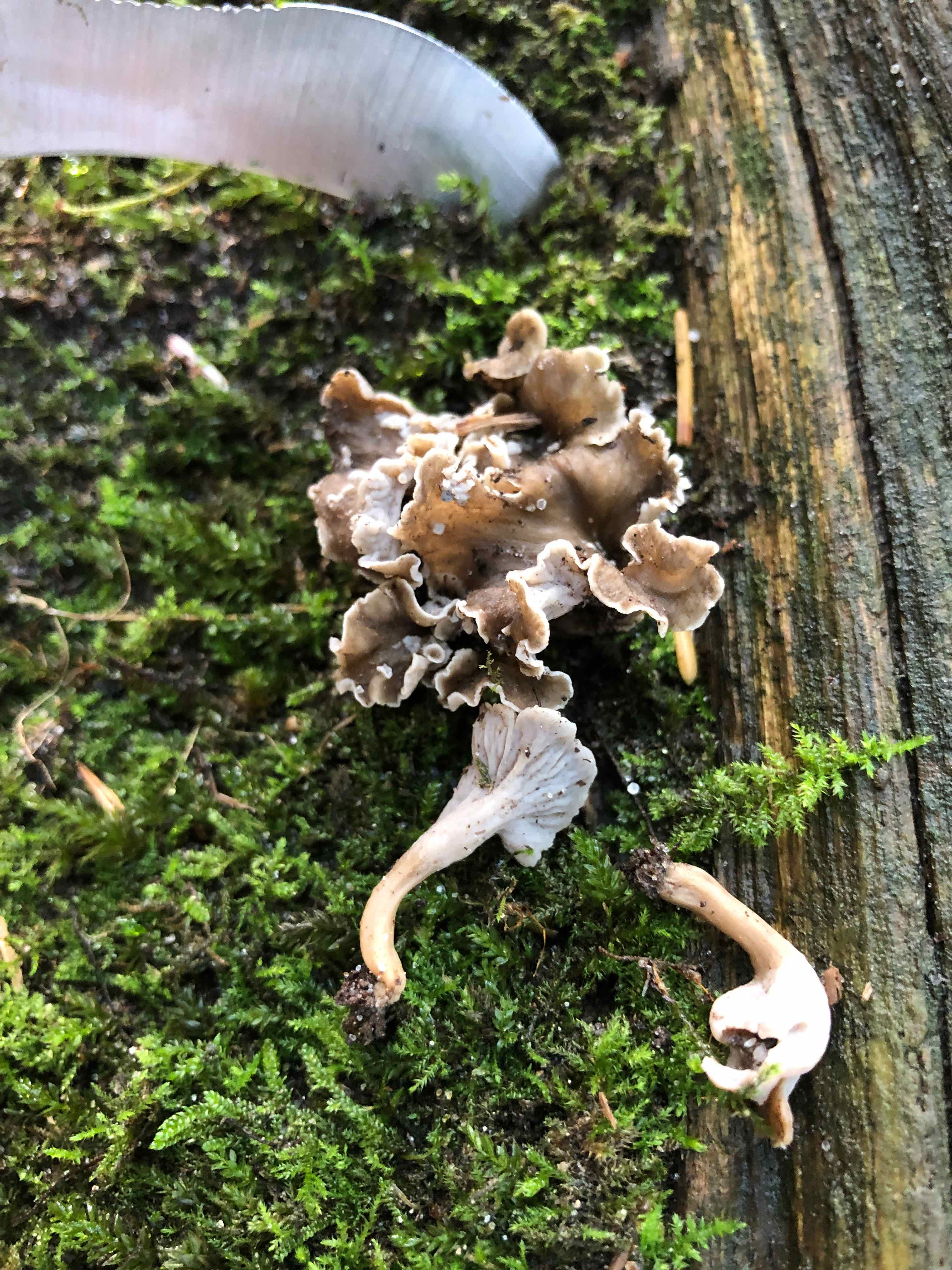 Pseudocraterellus Undulatus (Pers.) Rauschert