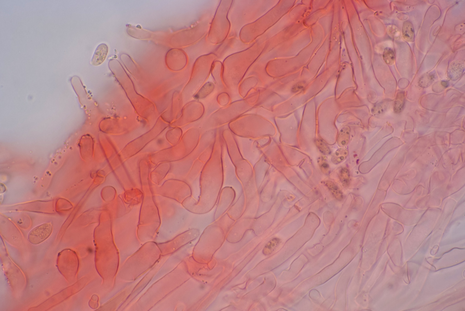 Contumyces rosellus