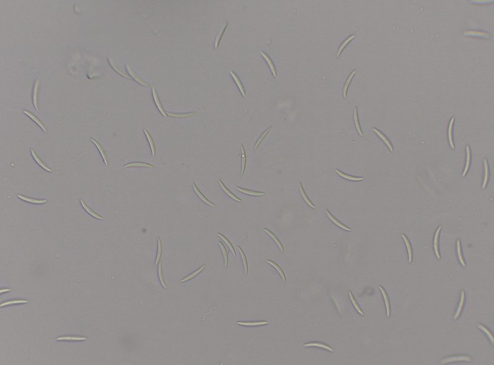 Pilidium acerinum