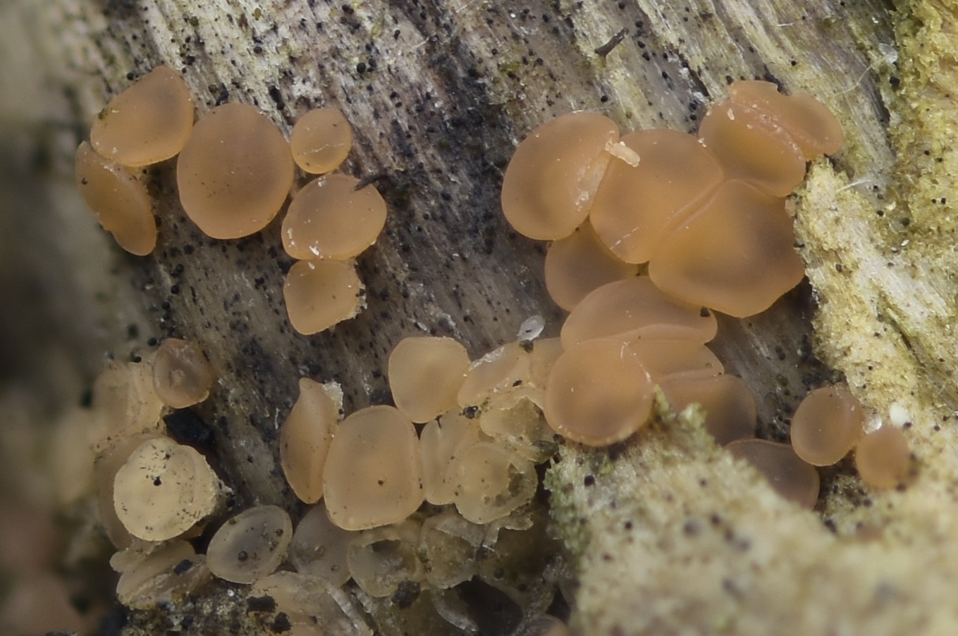 Orbilia auricolor