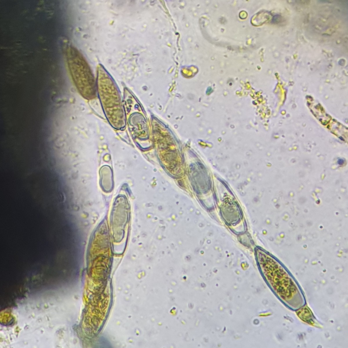 Anthostomella rubicola