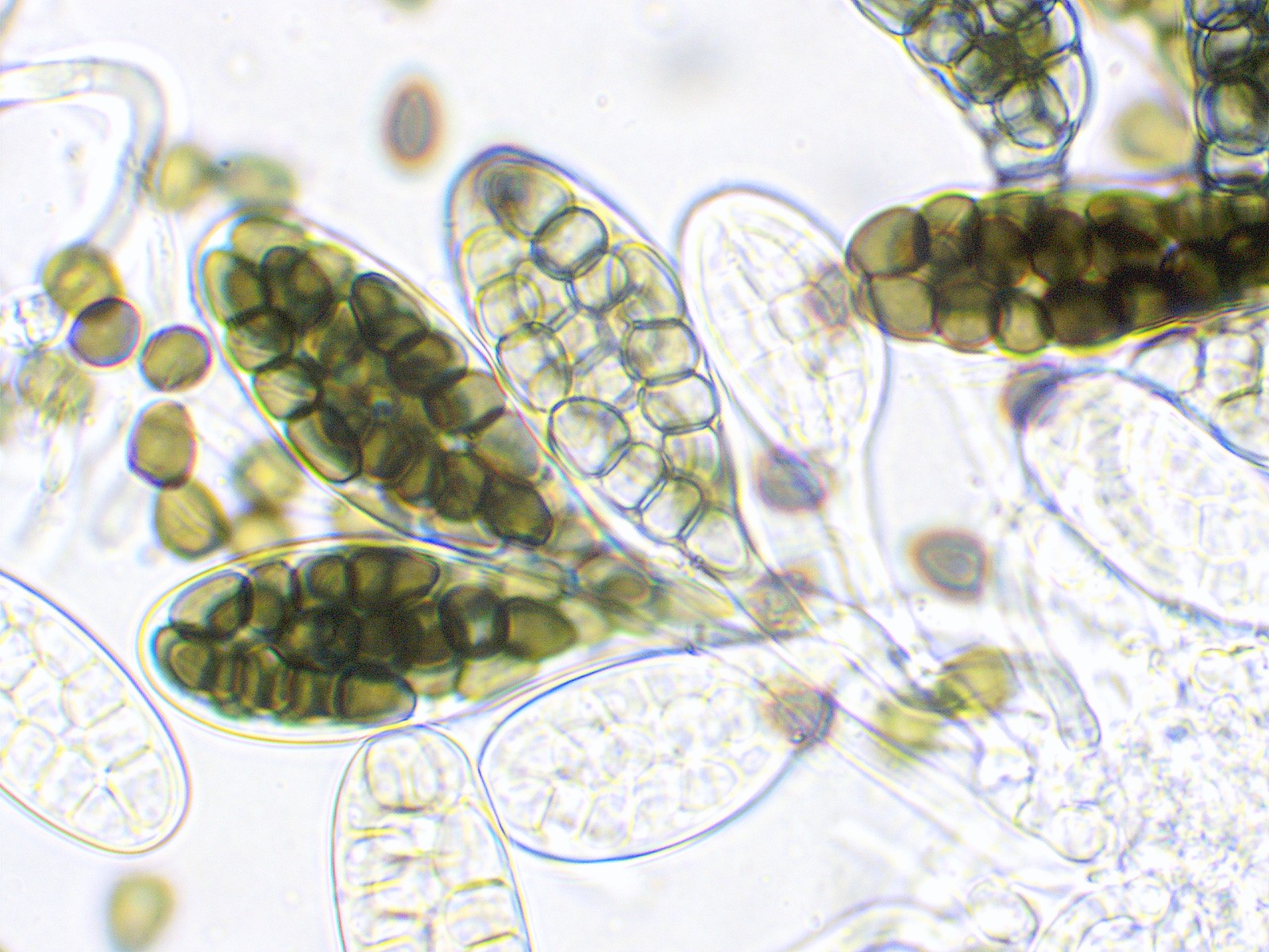 Preussia typharum