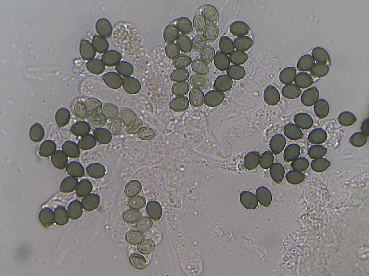 Sordaria minima