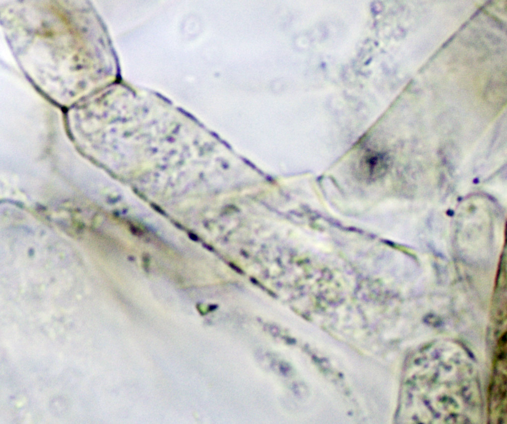 Entoloma vernum