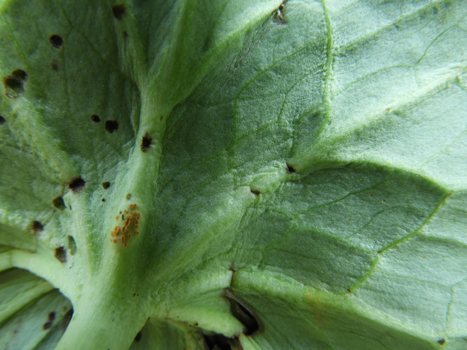 Puccinia calthae