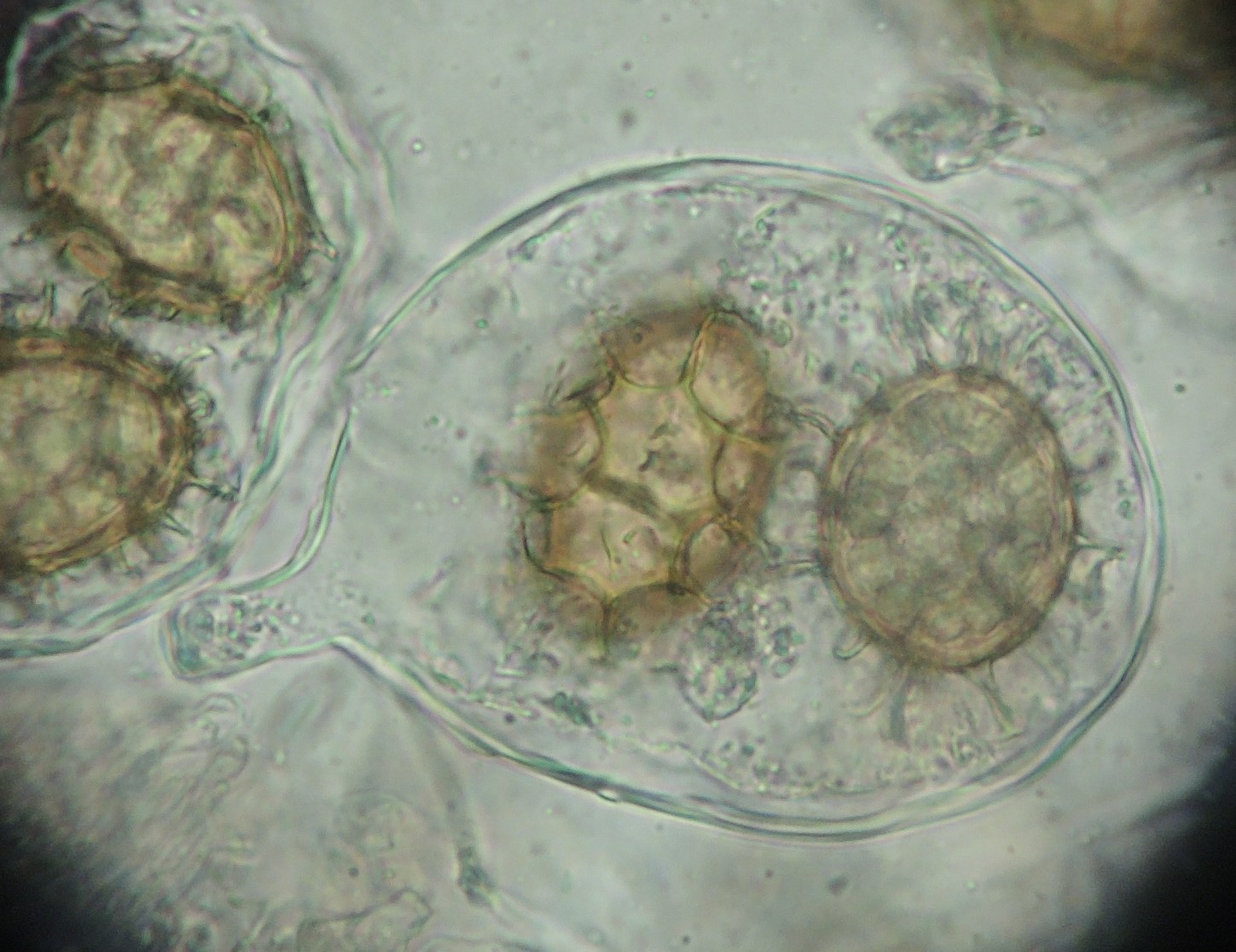 Tuber mesentericum