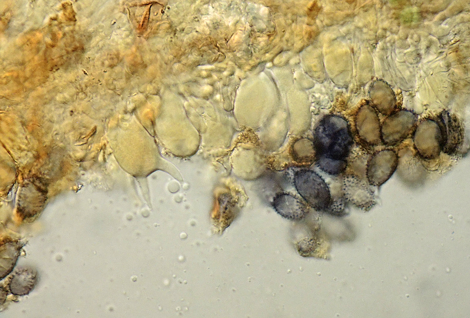 Acanthobasidium delicatum