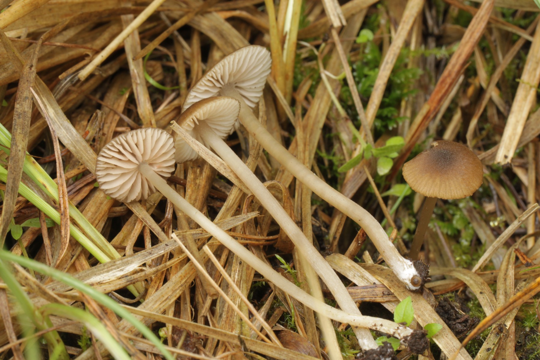 Entoloma rhombisporum