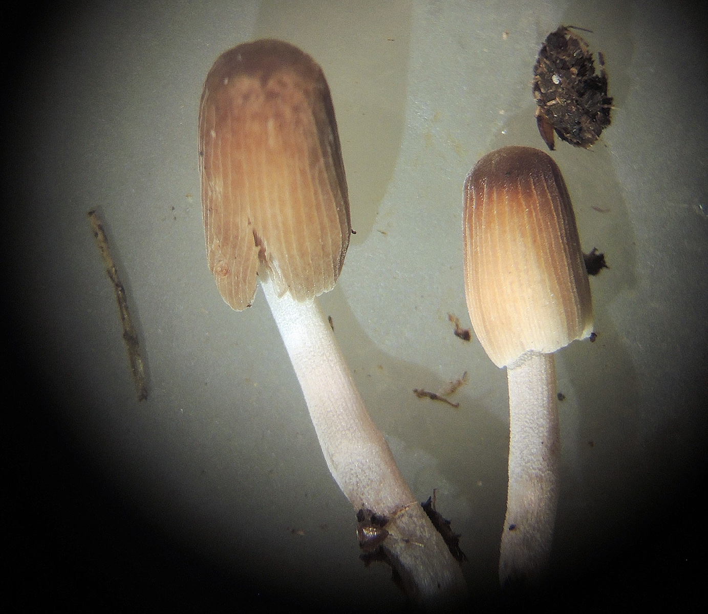 Coprinellus