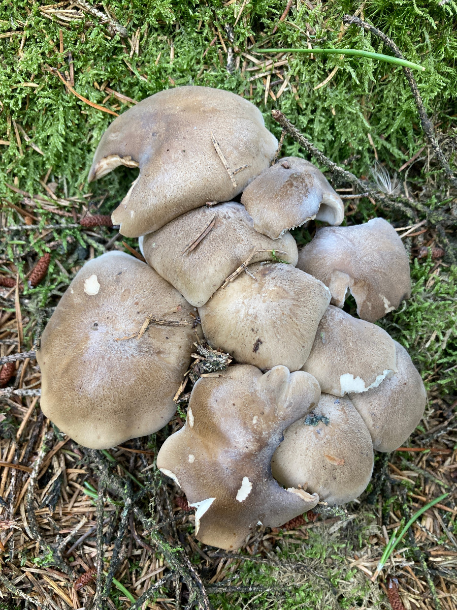 Lyophyllum shimeji