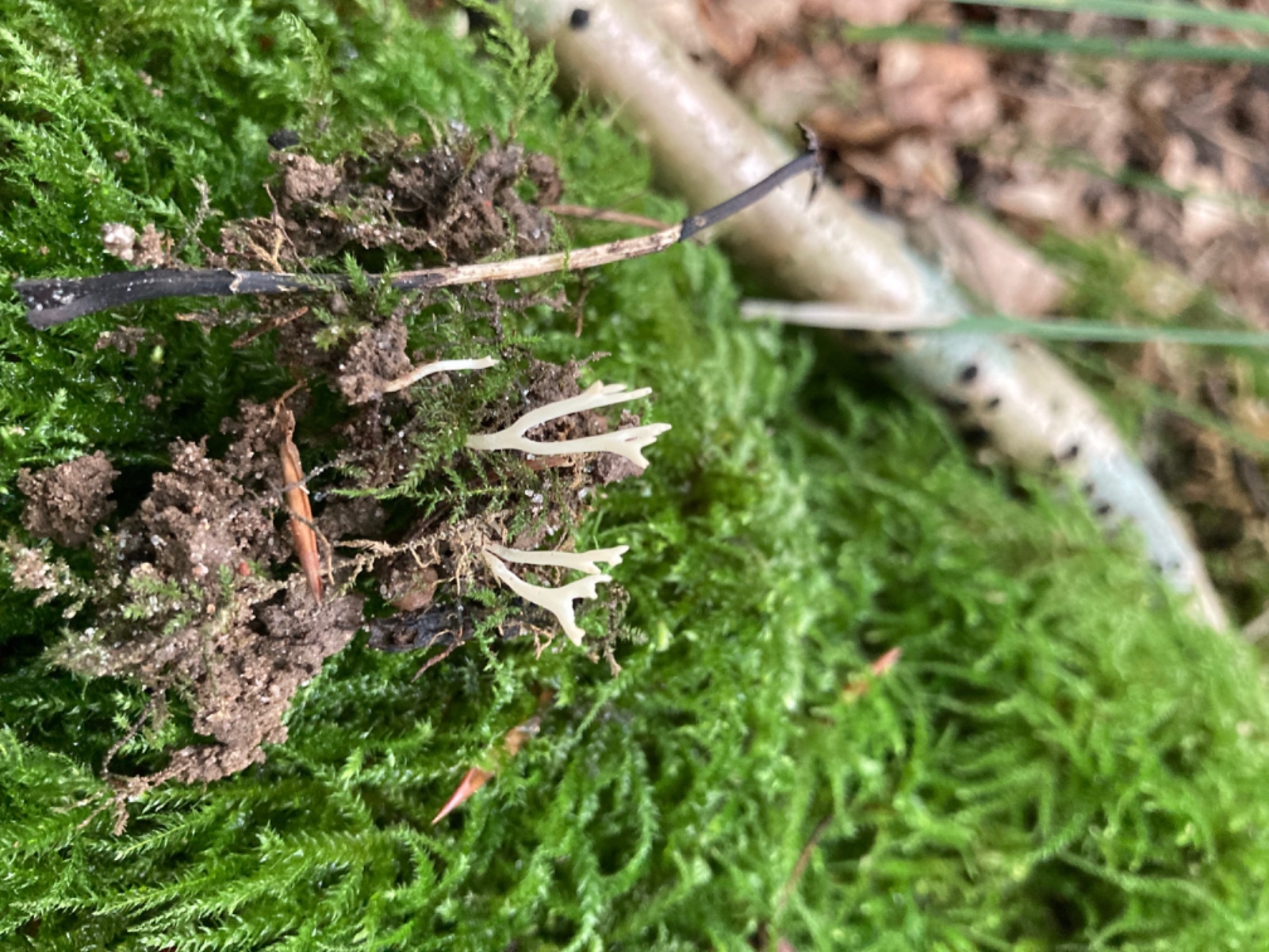 Ramariopsis