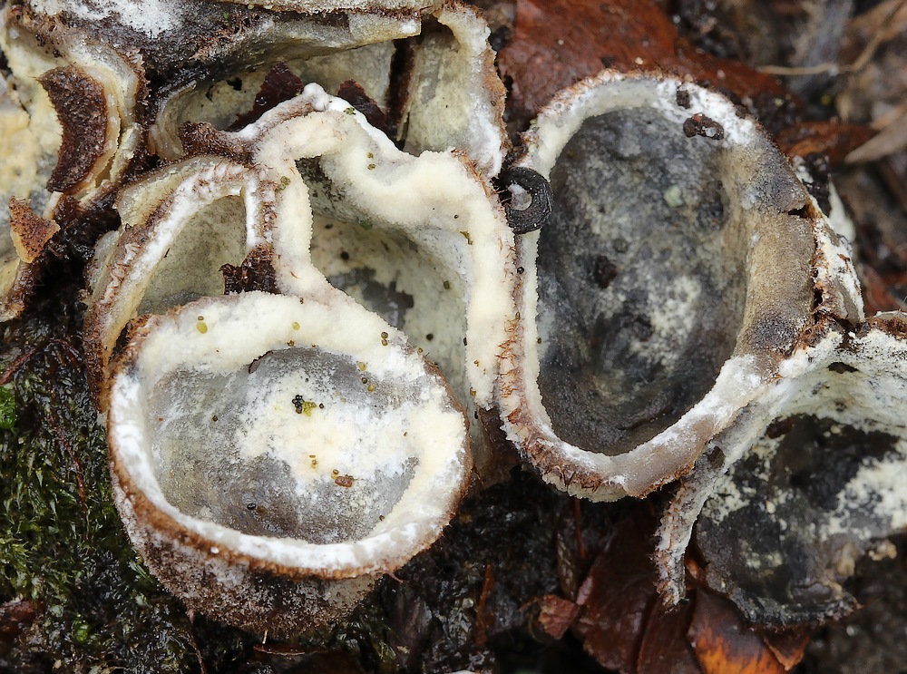 Hypomyces stephanomatis