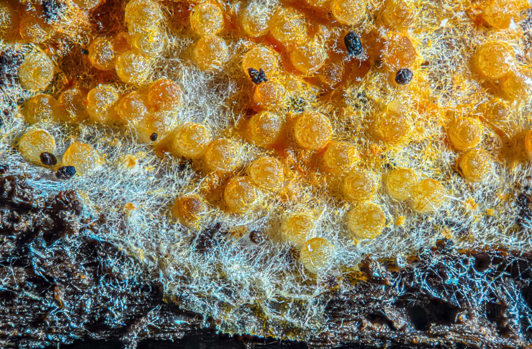 Hypomyces aurantius