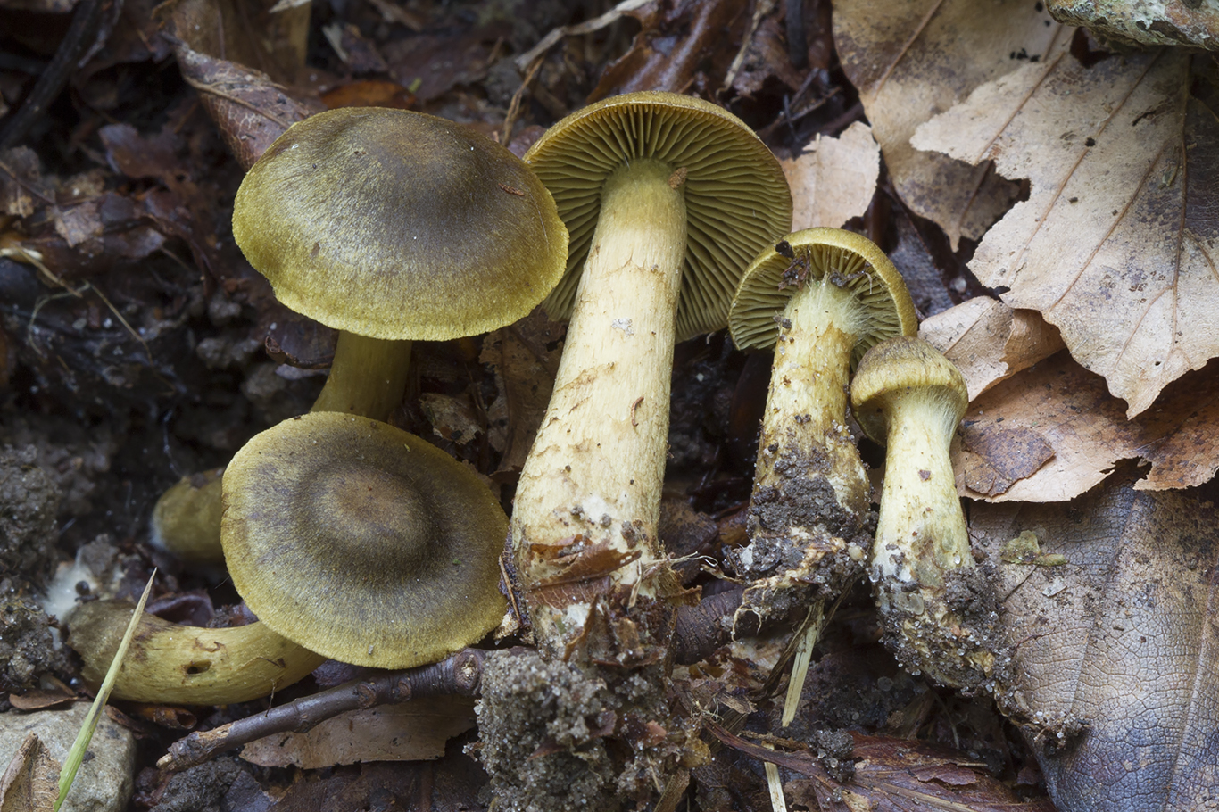 Cortinarius olivaceofuscus