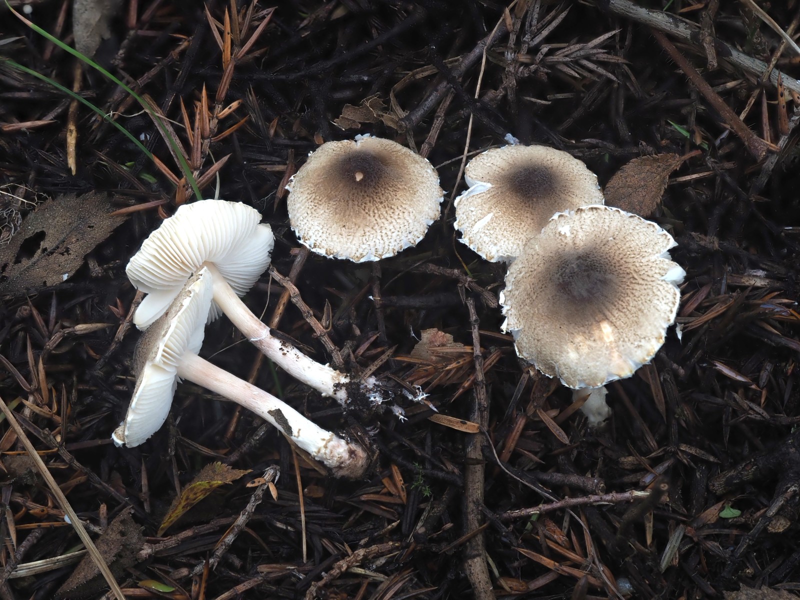 Lepiota forquignonii