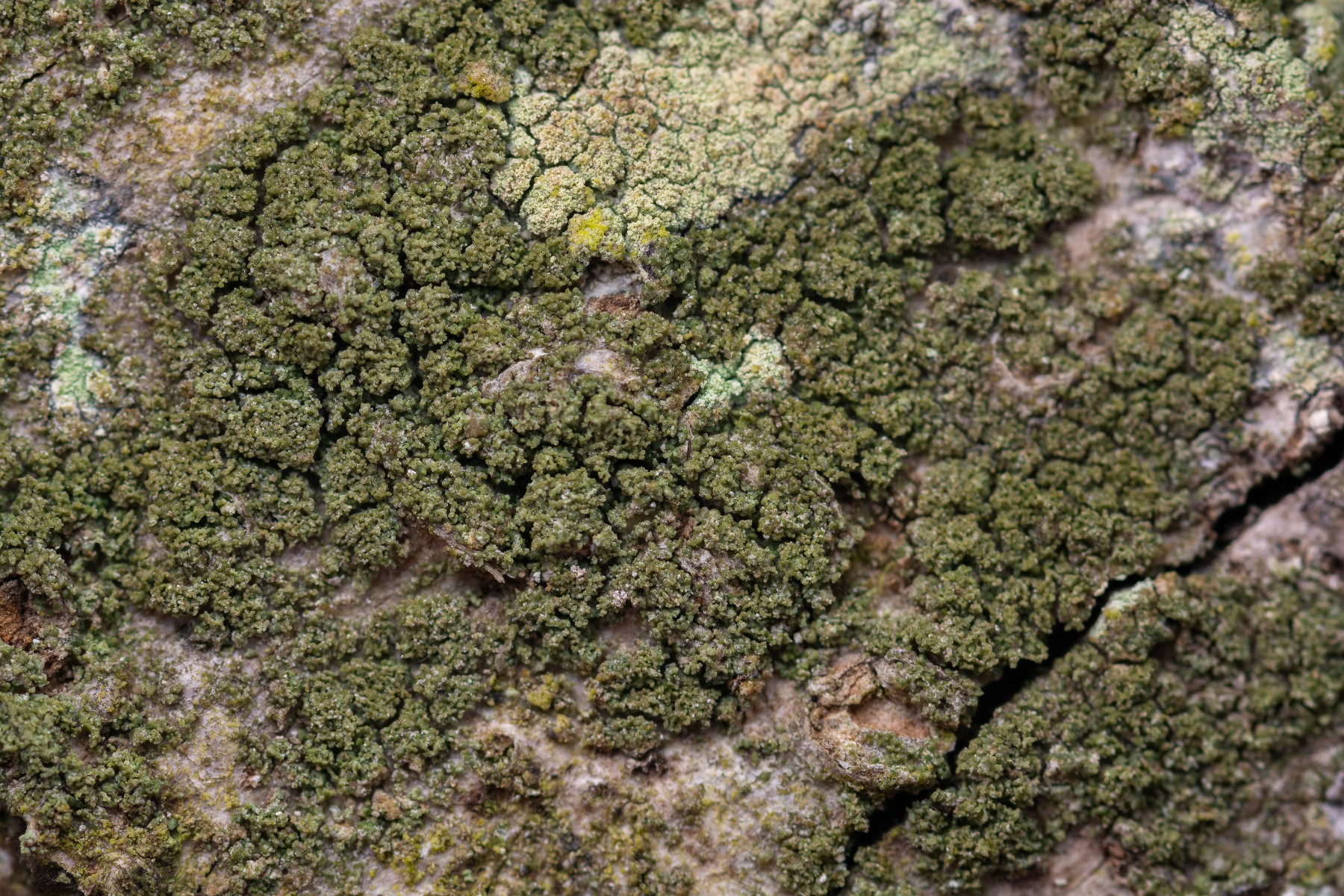 Protoparmelia oleagina