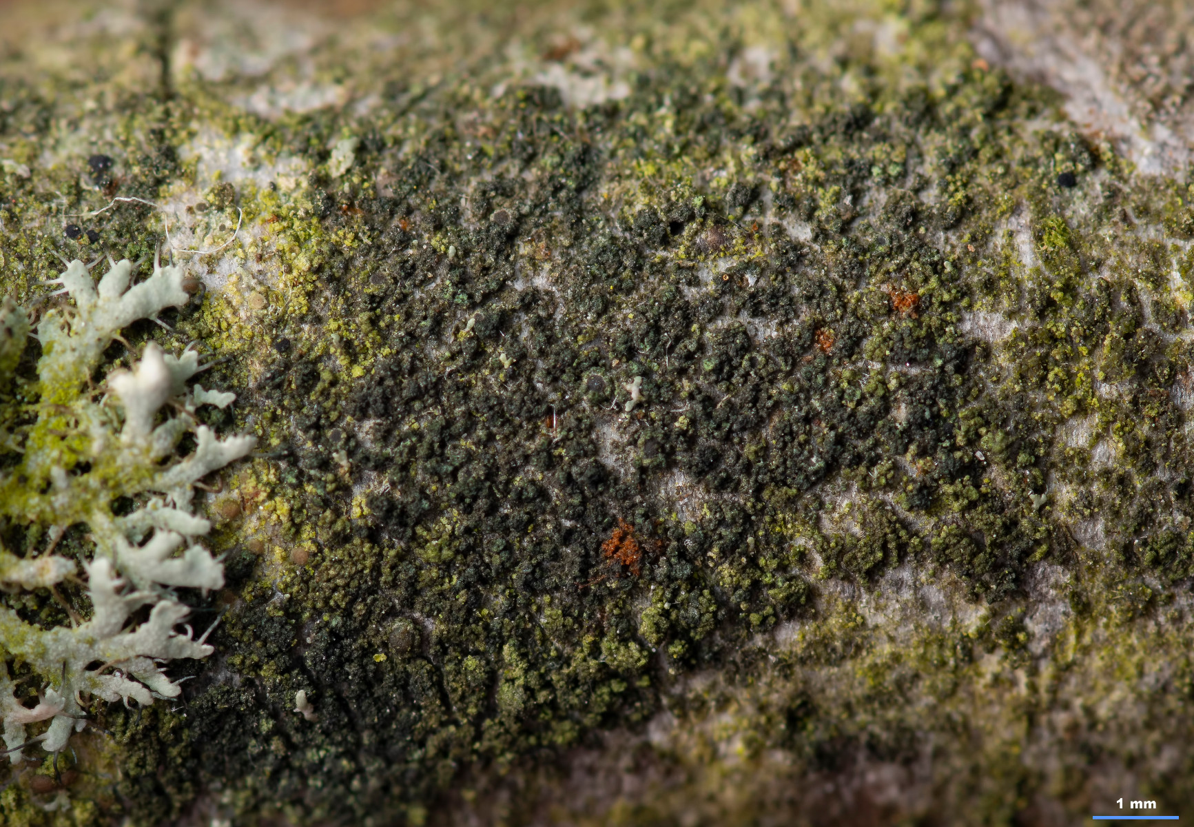 Halecania viridescens