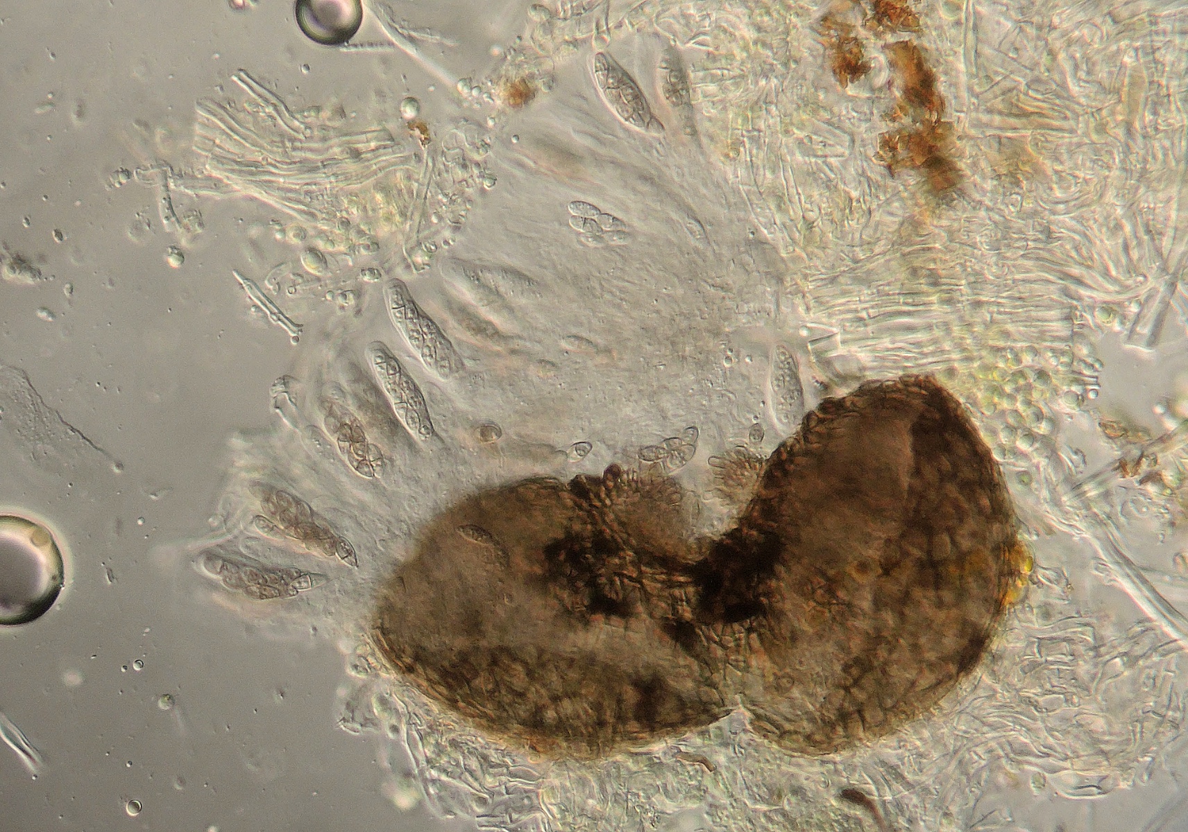 Capronia inconspicua