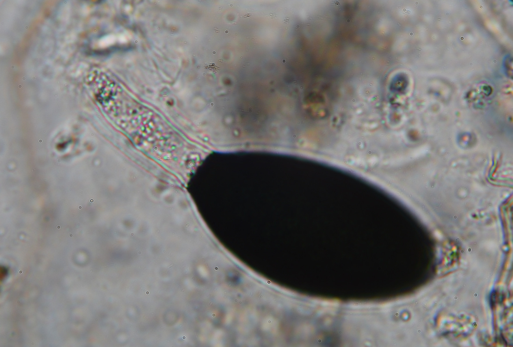 Podospora globosa