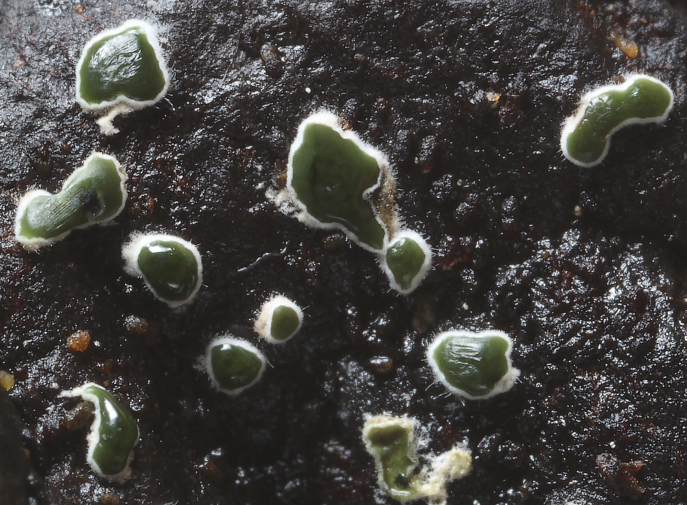 Myrothecium inundatum