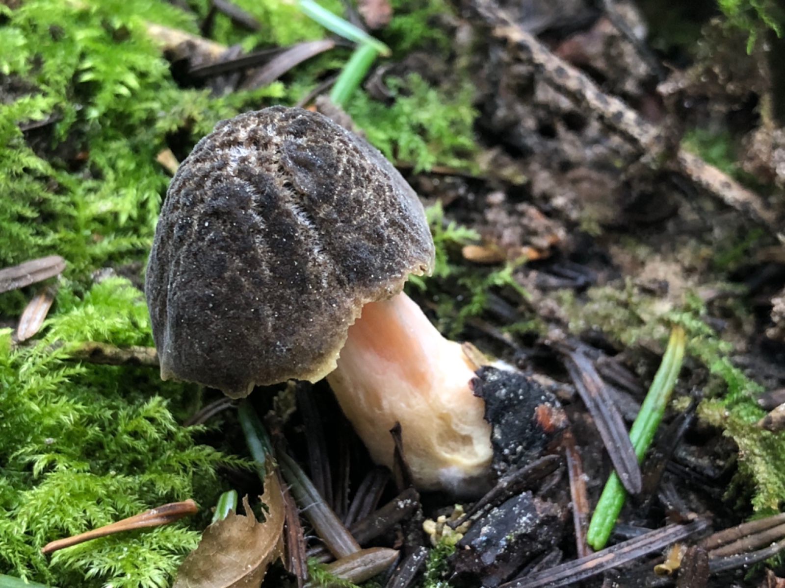 Pluteus roseipes