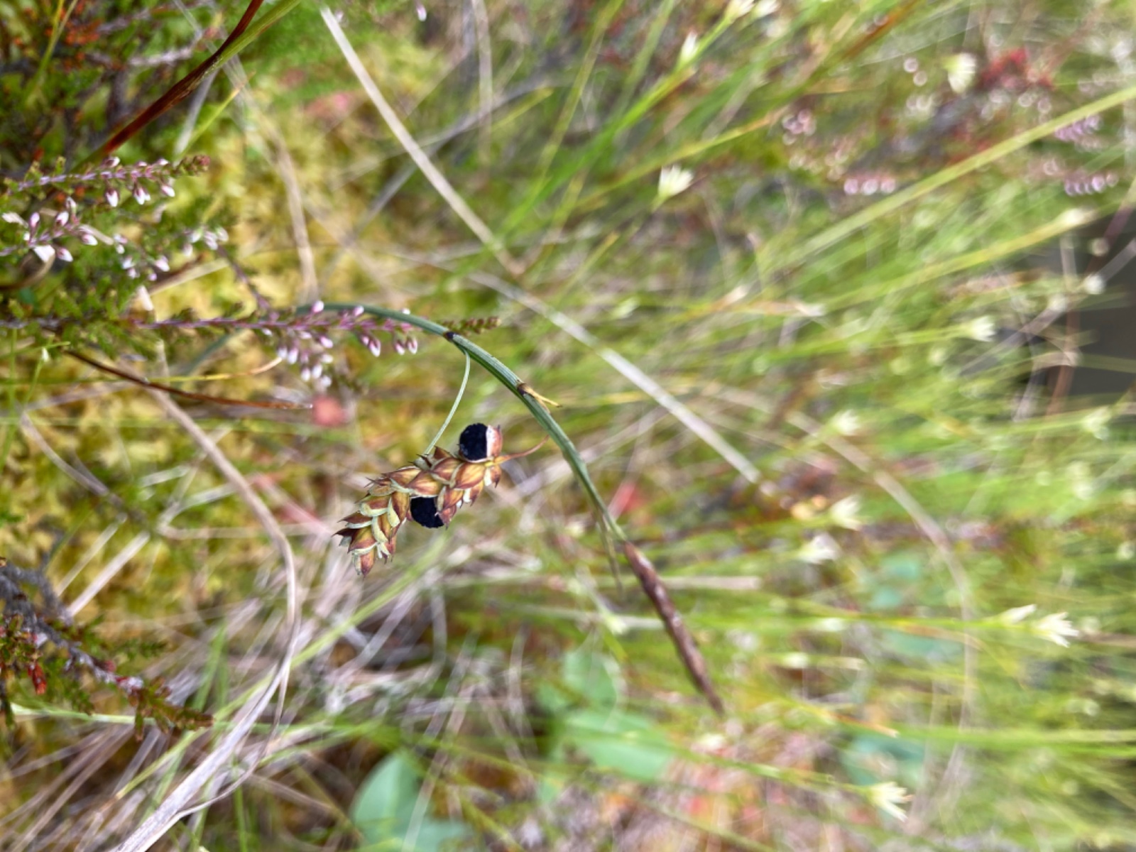 Anthracoidea limosa