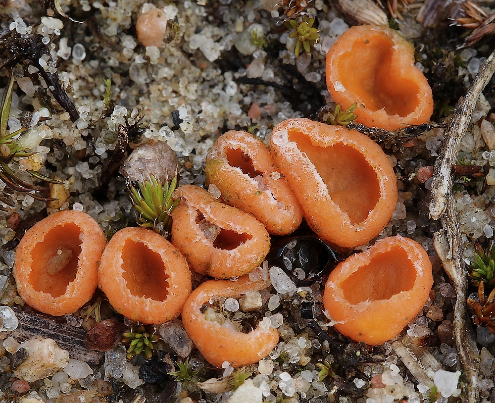 Neottiella vivida