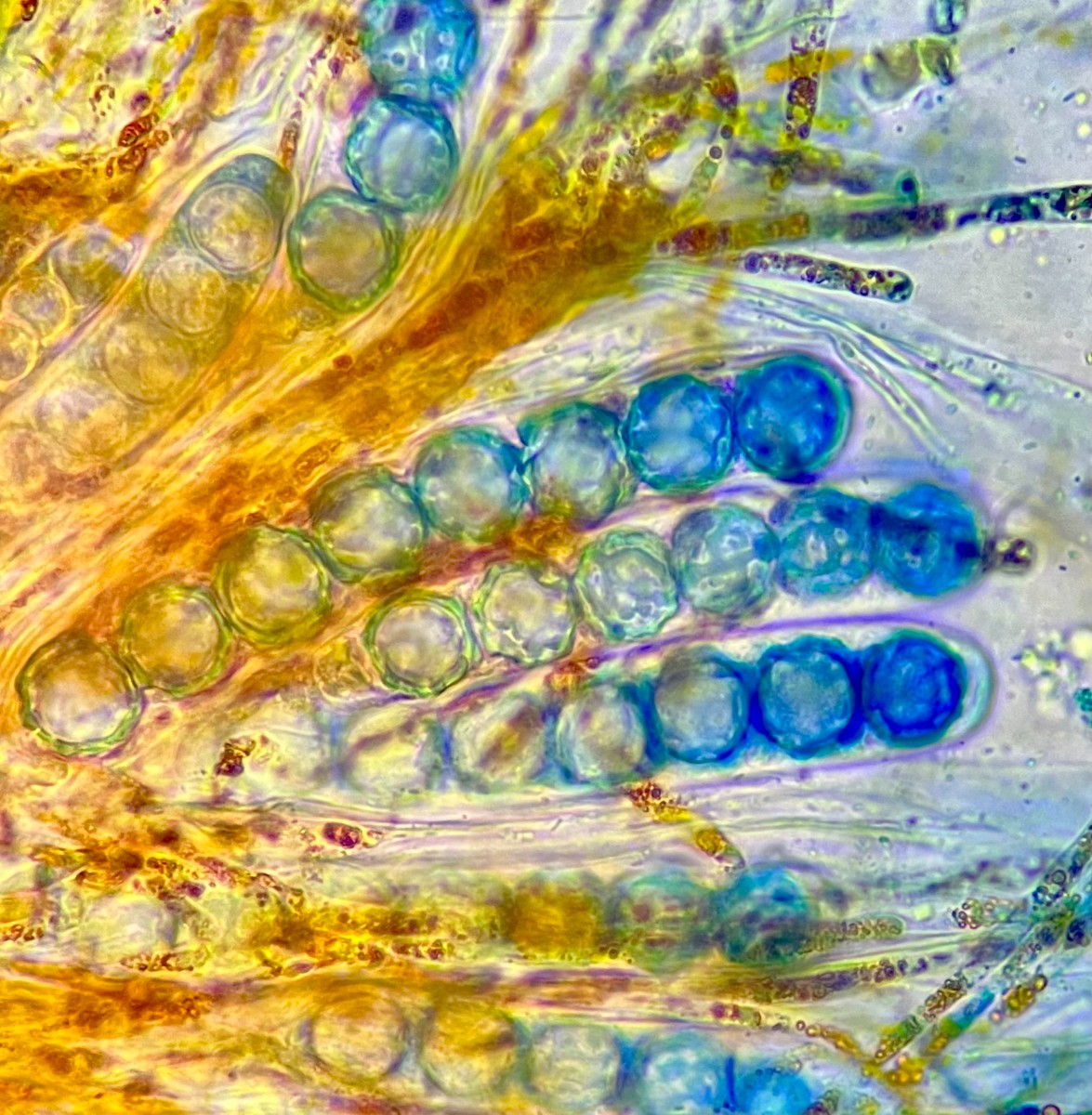 Lamprospora dicranellae