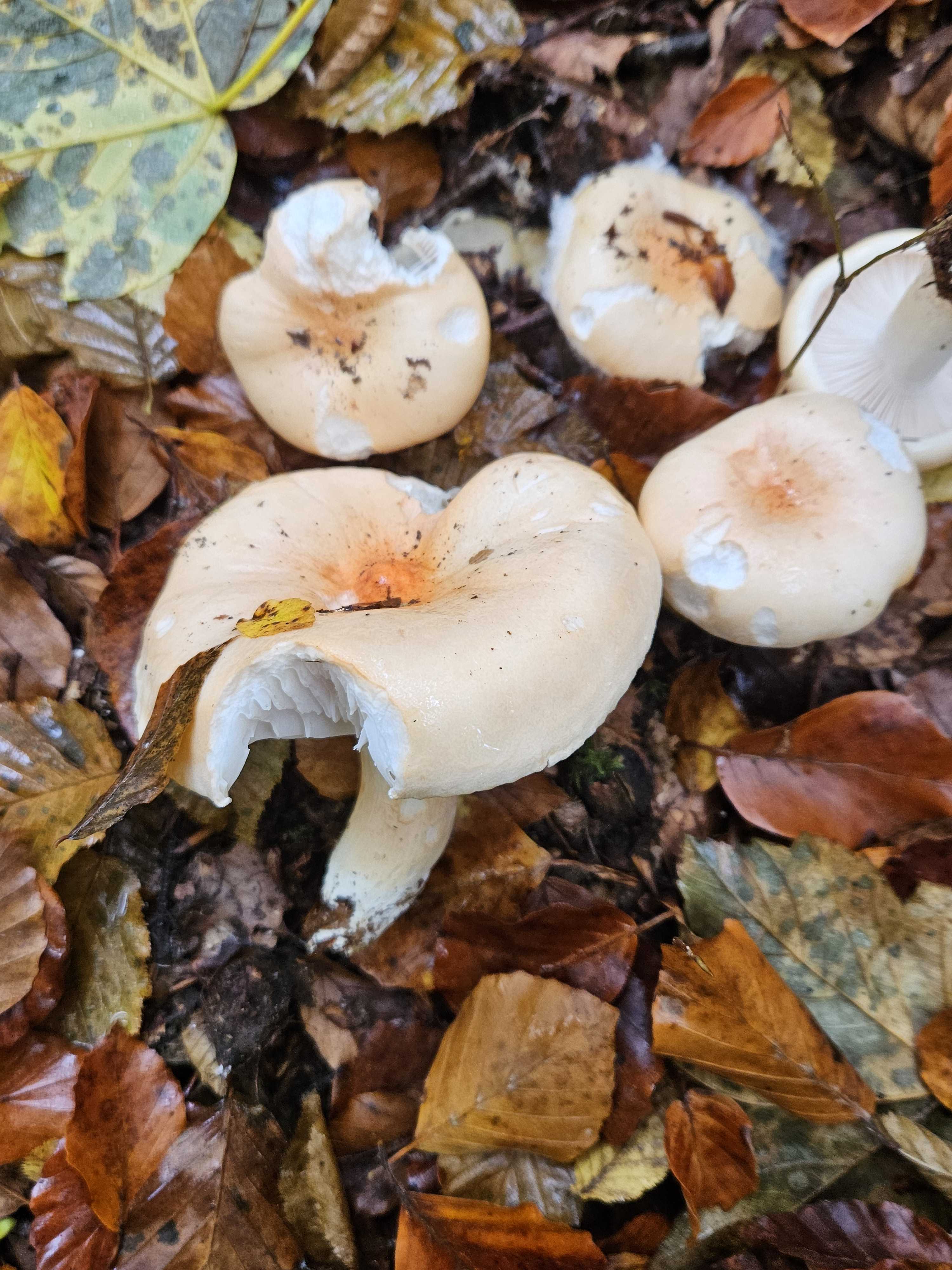 Hygrophorus poetarum