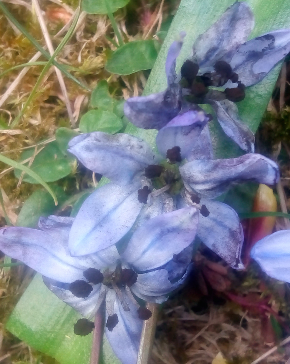 Antherospora vaillantii