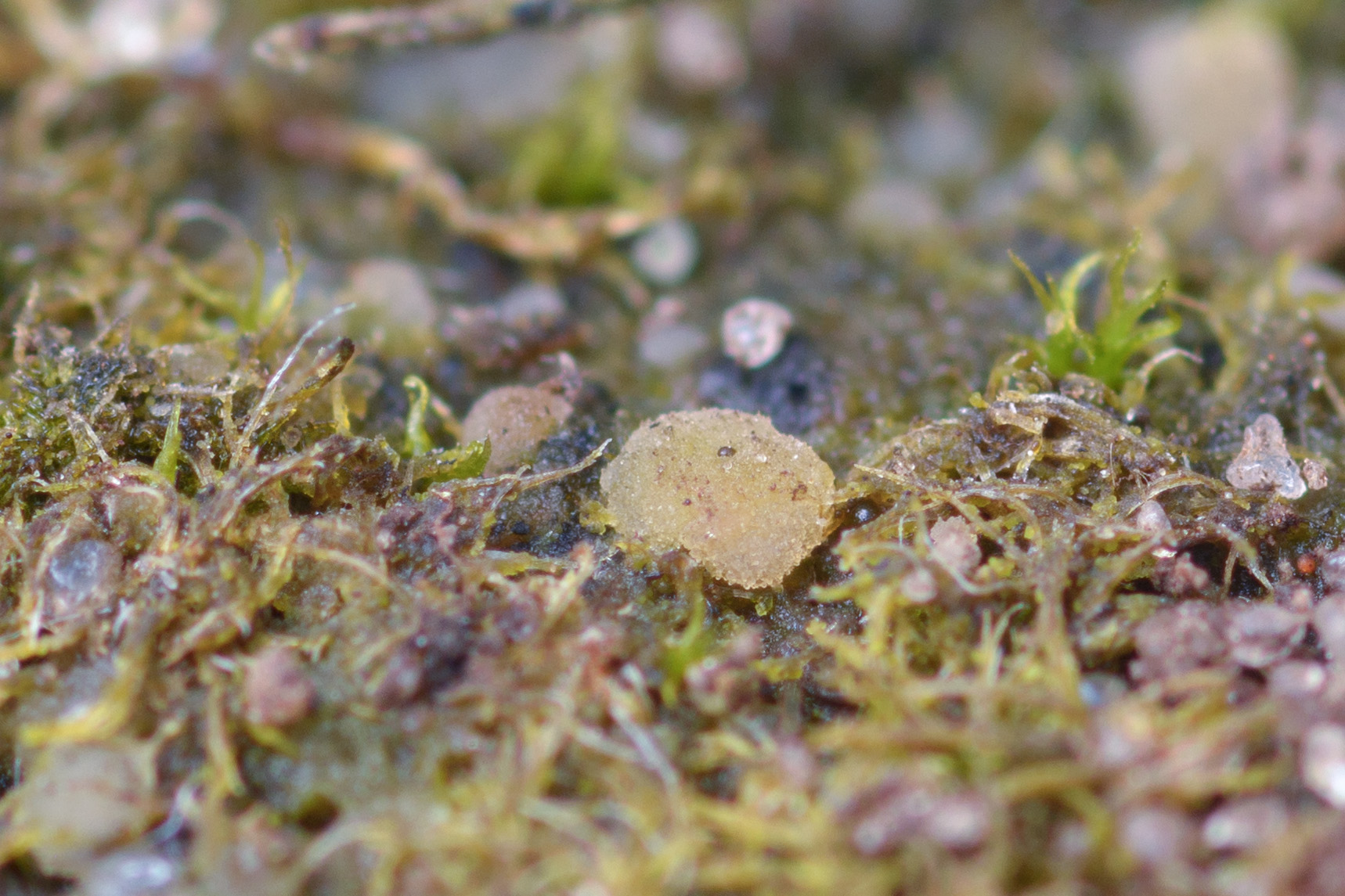 Vezdaea rheocarpa
