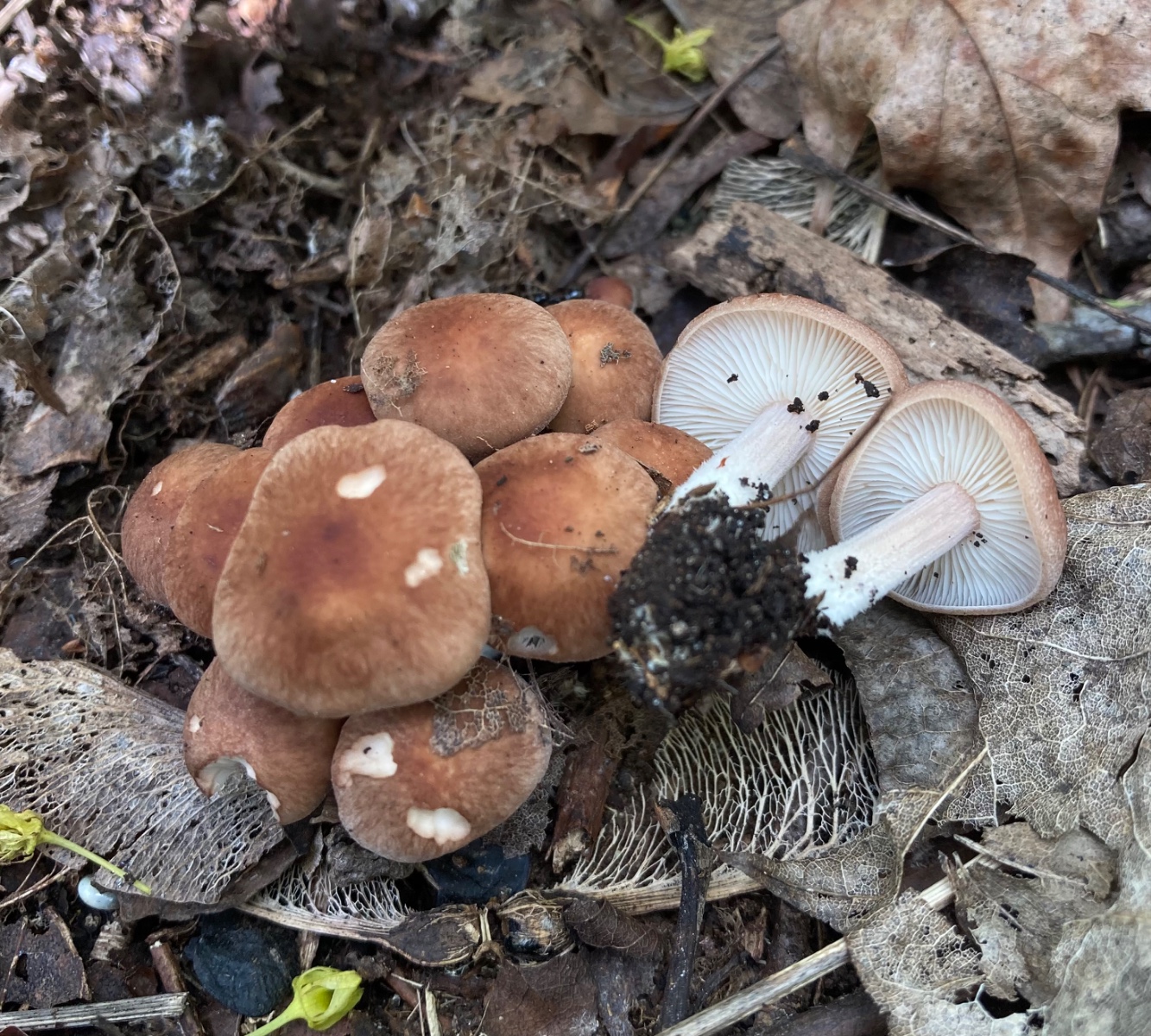 Gymnopus hariolorum