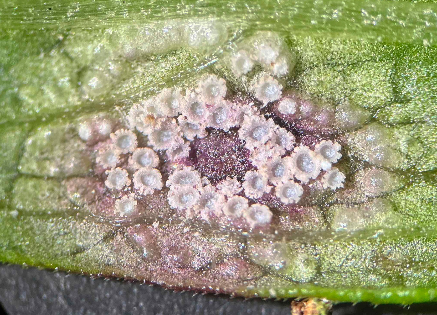 Puccinia moliniae
