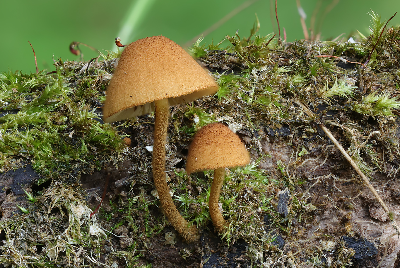 Flammulaster gracilis