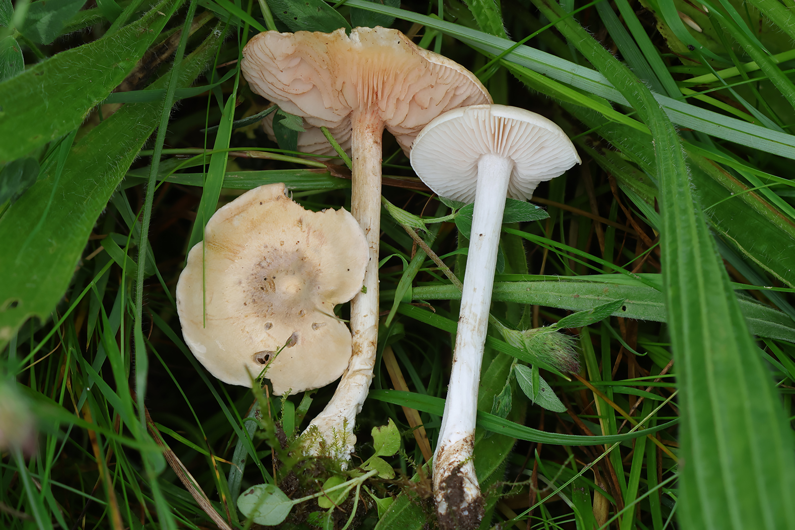 Entoloma excentricum