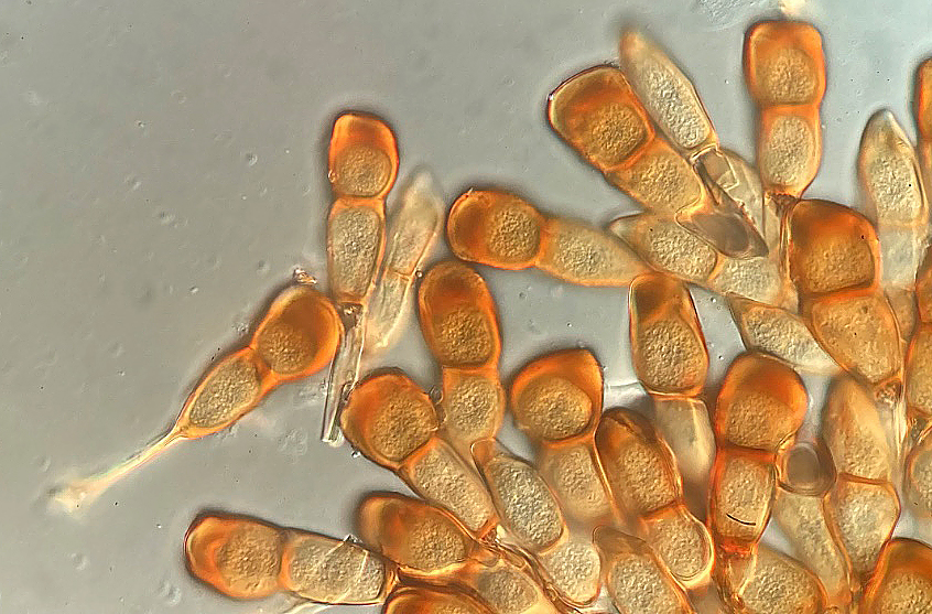 Puccinia galii-verni