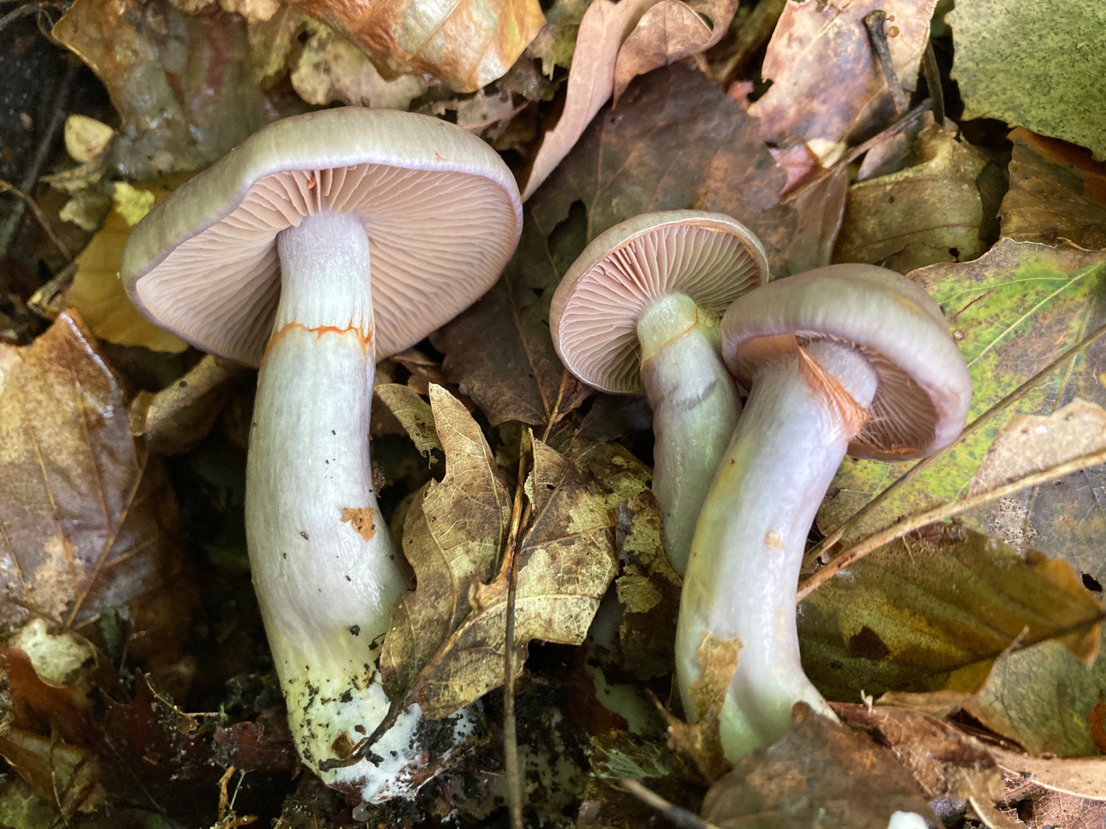 Cortinarius emunctus