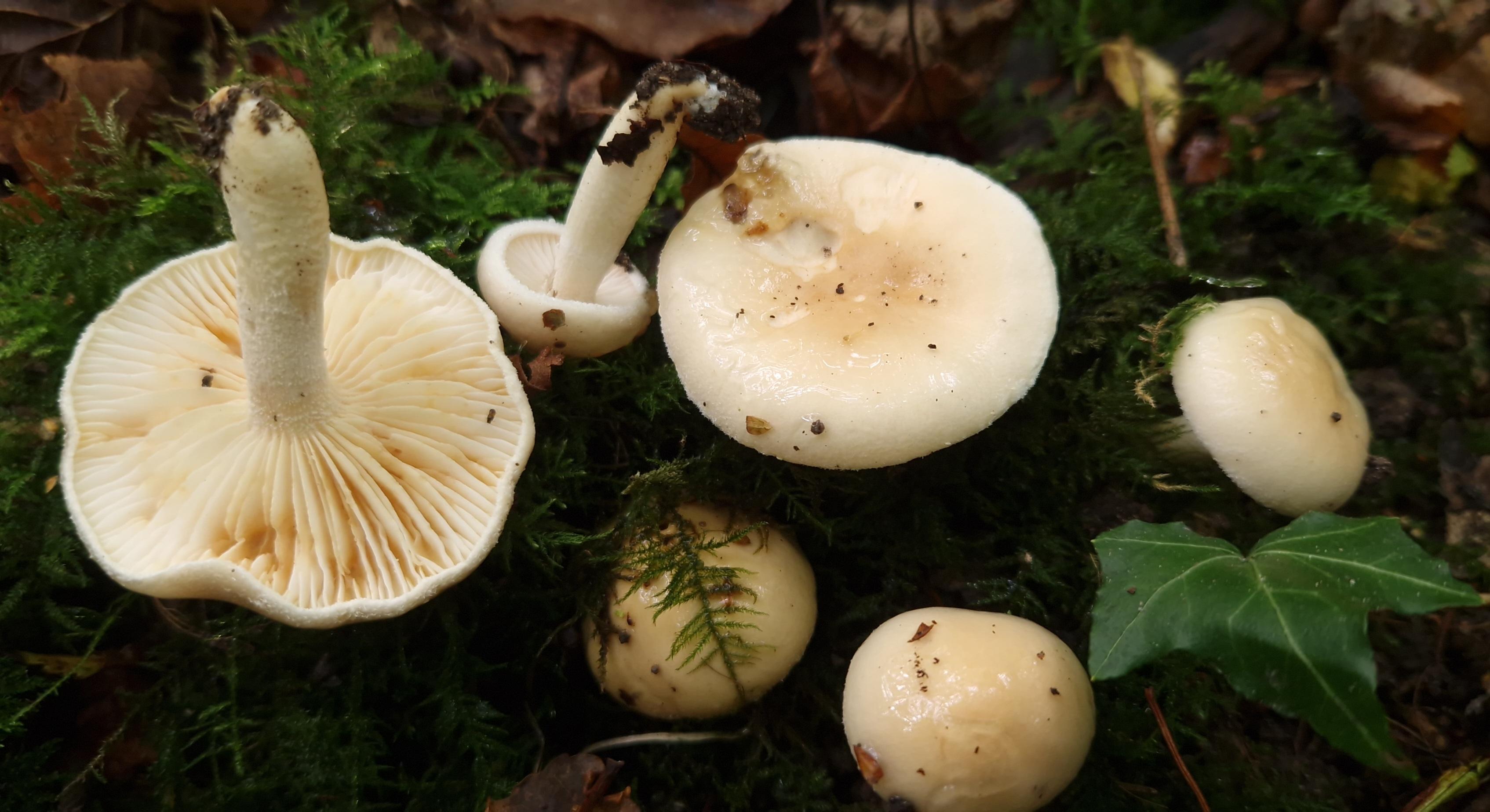 Hygrophorus lindtneri
