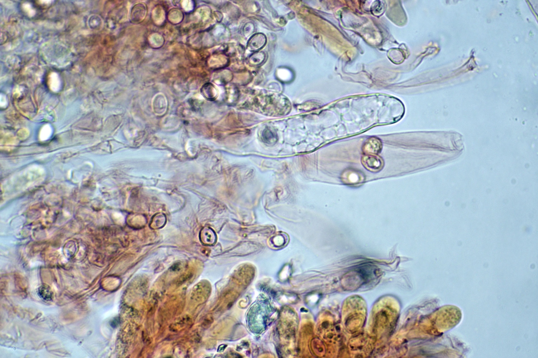 Gamundia striatula